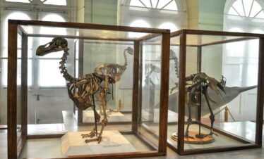 Natural History Museum