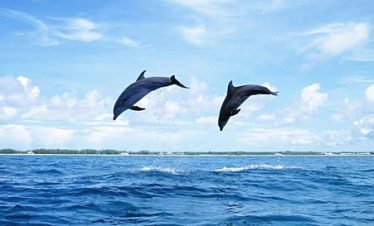 Swim with dolphins